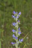 Viper's Bugloss, Echium vulgare