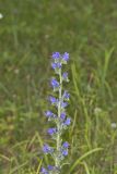 Viper's Bugloss, Echium vulgare