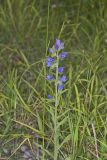 Viper's Bugloss, Echium vulgare
