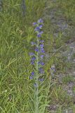 Viper's Bugloss, Echium vulgare