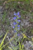 Viper's Bugloss, Echium vulgare