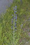 Viper's Bugloss, Echium vulgare