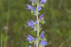 Common Viper's Bugloss, Echium vulgare