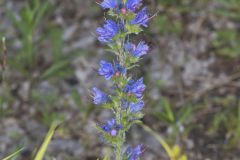 Common Viper's Bugloss, Echium vulgare