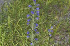 Common Viper's Bugloss, Echium vulgare