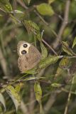 Common Wood-nymph, Cercyonis pegala