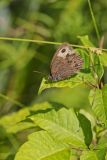 Common Wood-nymph, Cercyonis pegala