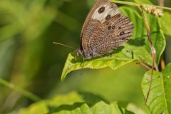 Common Wood-nymph