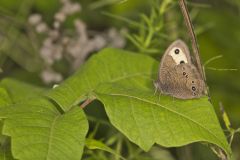 Common Wood-nymph, Cercyonis pegala