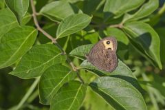 Common Wood-nymph, Cercyonis pegala