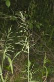 Common Woodreed, Cinna arundinacea