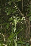 Common Woodreed, Cinna arundinacea
