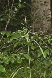 Common Woodreed, Cinna arundinacea