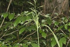 Common Woodreed