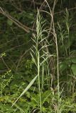 Common Woodreed, Cinna arundinacea
