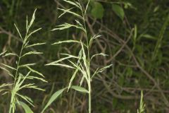Common Woodreed, Cinna arundinacea Common Woodreed, Cinna arundinacea