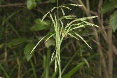 Common Woodreed, Cinna arundinacea Common Woodreed, Cinna arundinacea