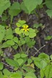 Common Yellow Woodsorrel, Oxalis stricta