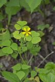 Common Yellow Woodsorrel, Oxalis stricta