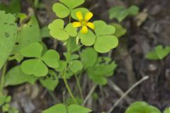 Common Yellow Woodsorrel, Oxalis stricta