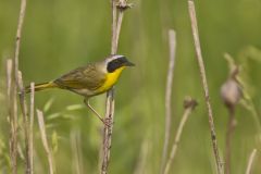 Common Yellowthroat