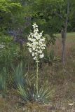 Common Yucca, Yucca filamentosa