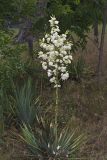 Common Yucca, Yucca filamentosa