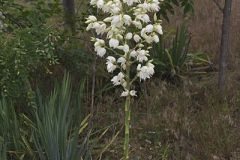 Common Yucca