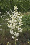 Common Yucca, Yucca filamentosa