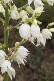 Common Yucca, Yucca filamentosa