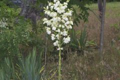 Common Yucca, Yucca filamentosa