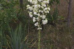 Common Yucca, Yucca filamentosa
