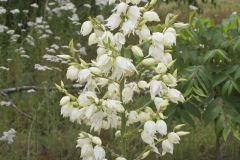 Common Yucca, Yucca filamentosa