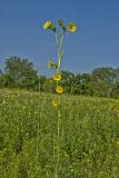 Compass Plant, Silphium laciniatum