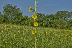 Compass Plant