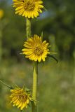Compass Plant, Silphium laciniatum