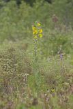 Compass Plant, Silphium laciniatum