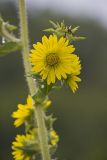 Compass Plant, Silphium laciniatum
