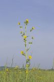 Compass Plant, Silphium laciniatum