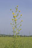 Compass Plant, Silphium laciniatum