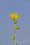 Compass Plant, Silphium laciniatum