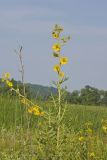Compass Plant, Silphium laciniatum