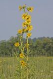Compass Plant, Silphium laciniatum