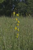 Compass Plant, Silphium laciniatum