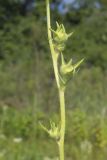 Compass Plant, Silphium laciniatum