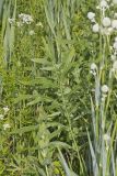 Compass Plant, Silphium laciniatum