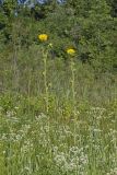 Compass Plant, Silphium laciniatum