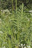 Compass Plant, Silphium laciniatum