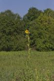Compass Plant, Silphium laciniatum