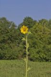 Compass Plant, Silphium laciniatum